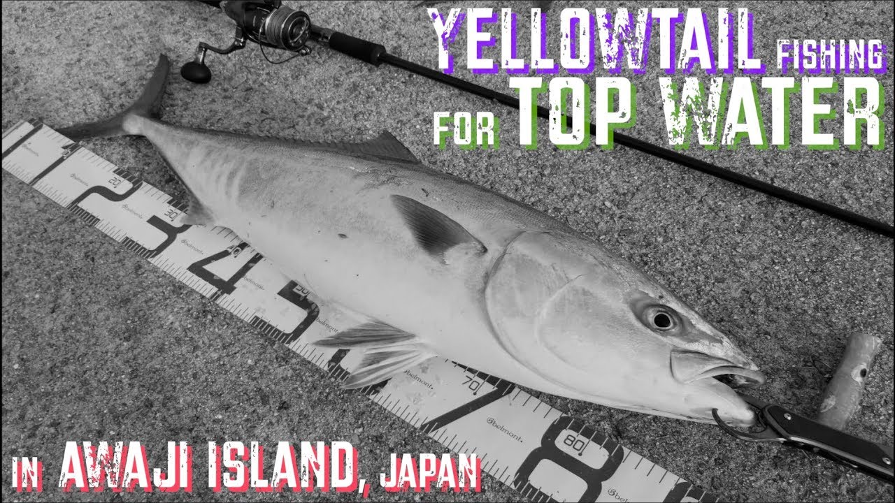 【FISHING#9】淡路島 青物80cmUP ルアー トップウォーター ポッパー テトラ 釣り GoProHERO6