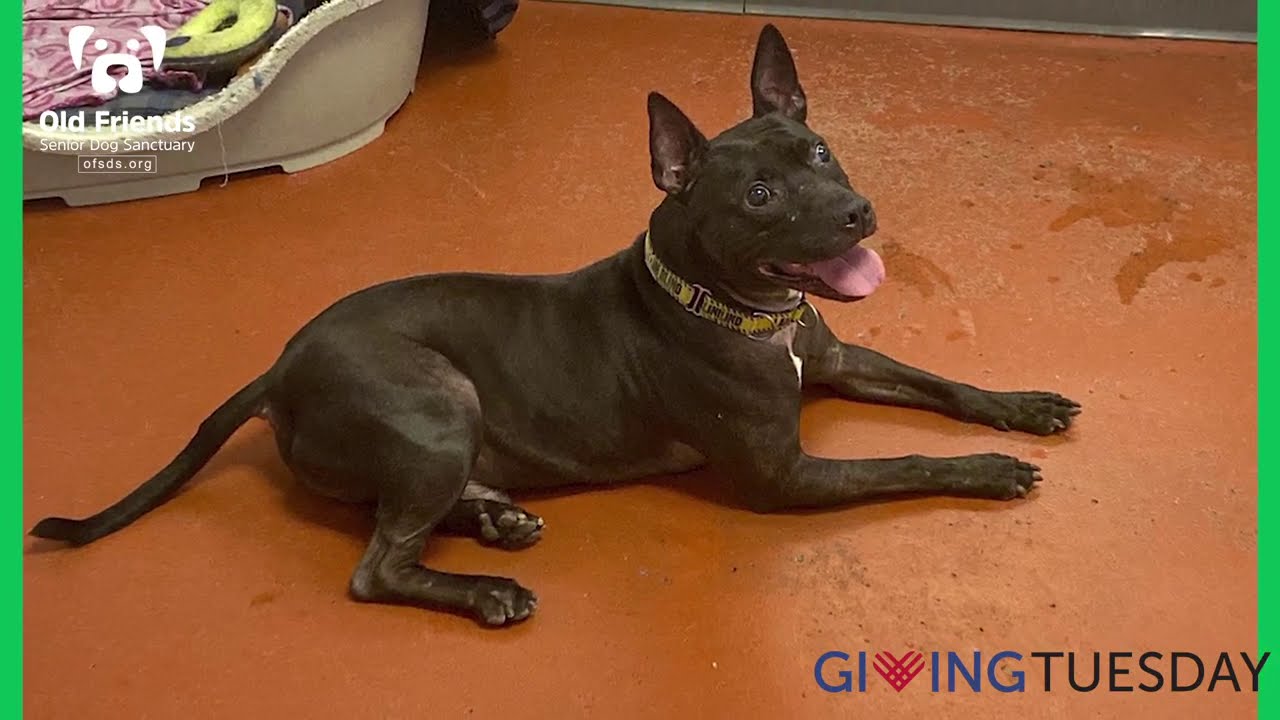 Knight - Giving Tuesday 2020