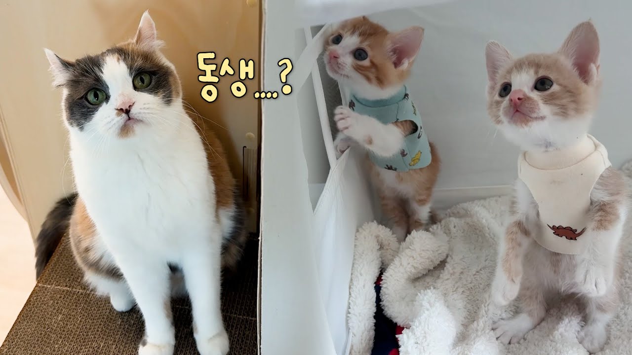 7년 동안 외동묘 가정으로 살던 우리가 애기 냥이 둘을 동반 입양한 이유