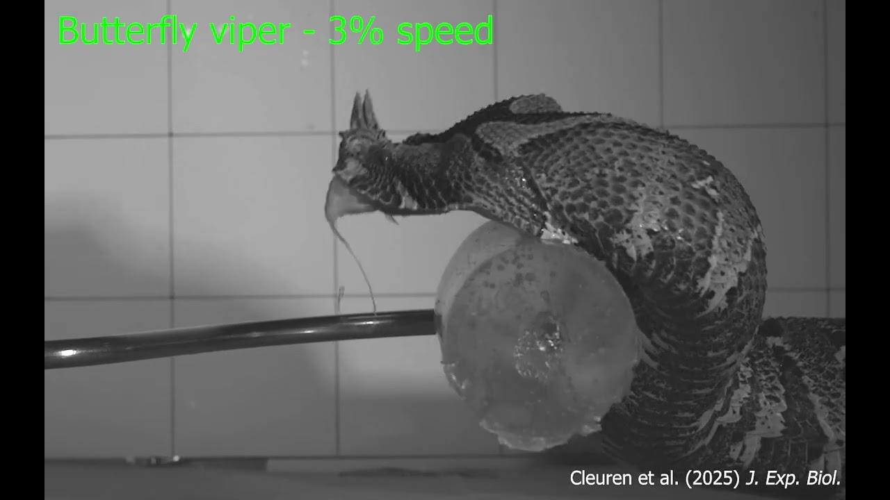 Full speed snake strikes - then in slow motion