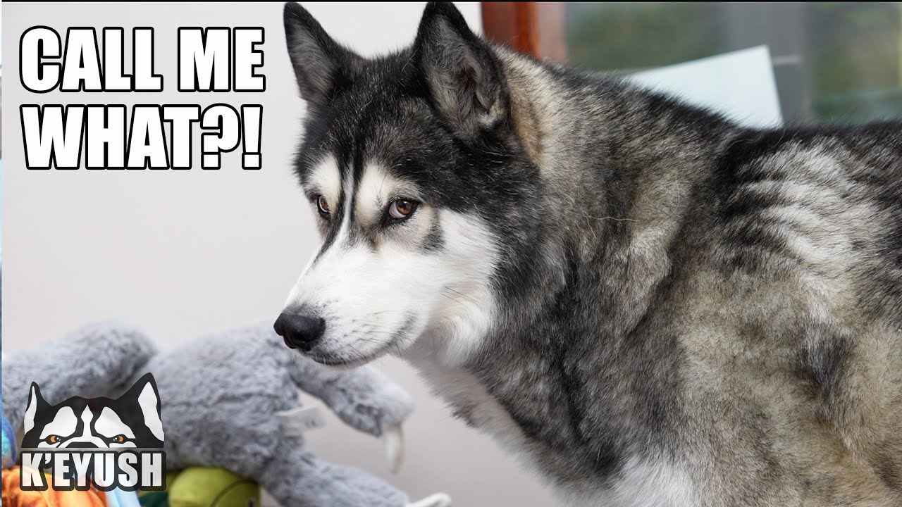 Husky Reacts to The Wrong Names People Call Him!