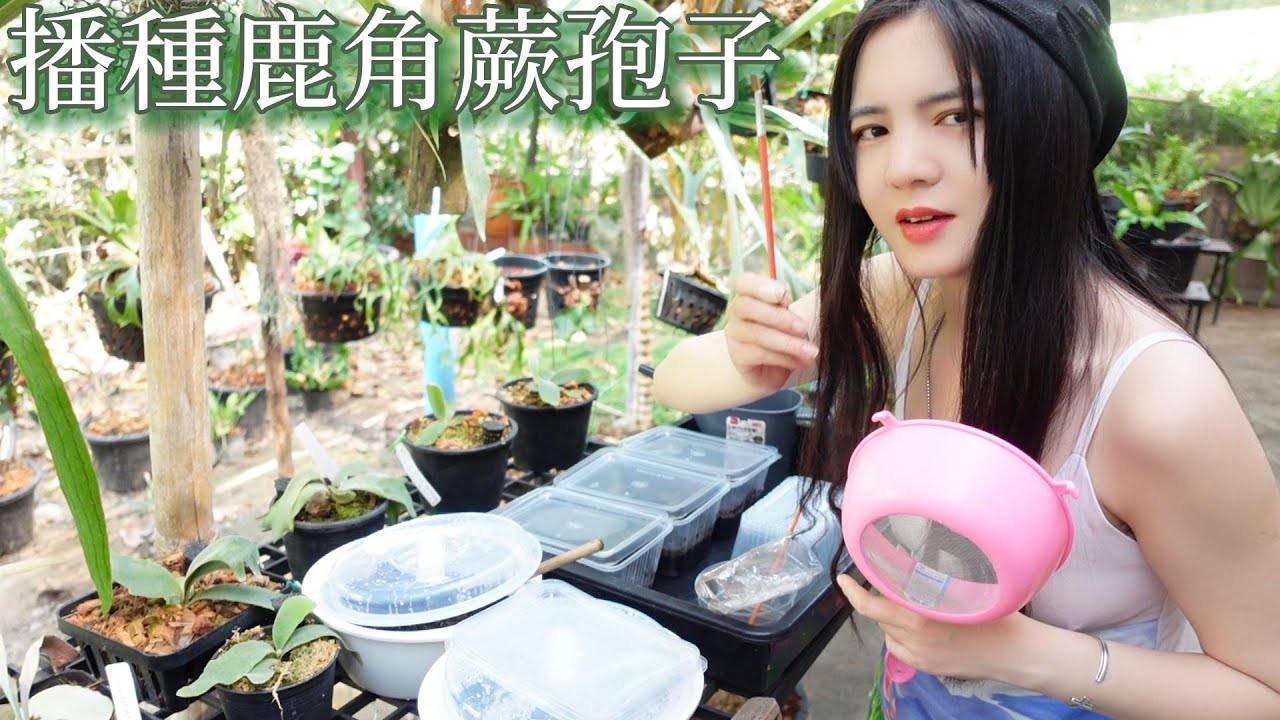 我是如何播种鹿角蕨孢子的？