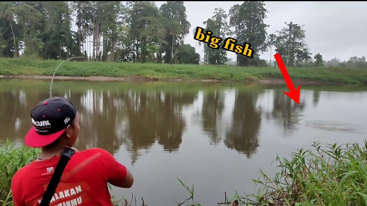 Perdana Casting Ikan Barramundi , Langsung Dapat Babonnya