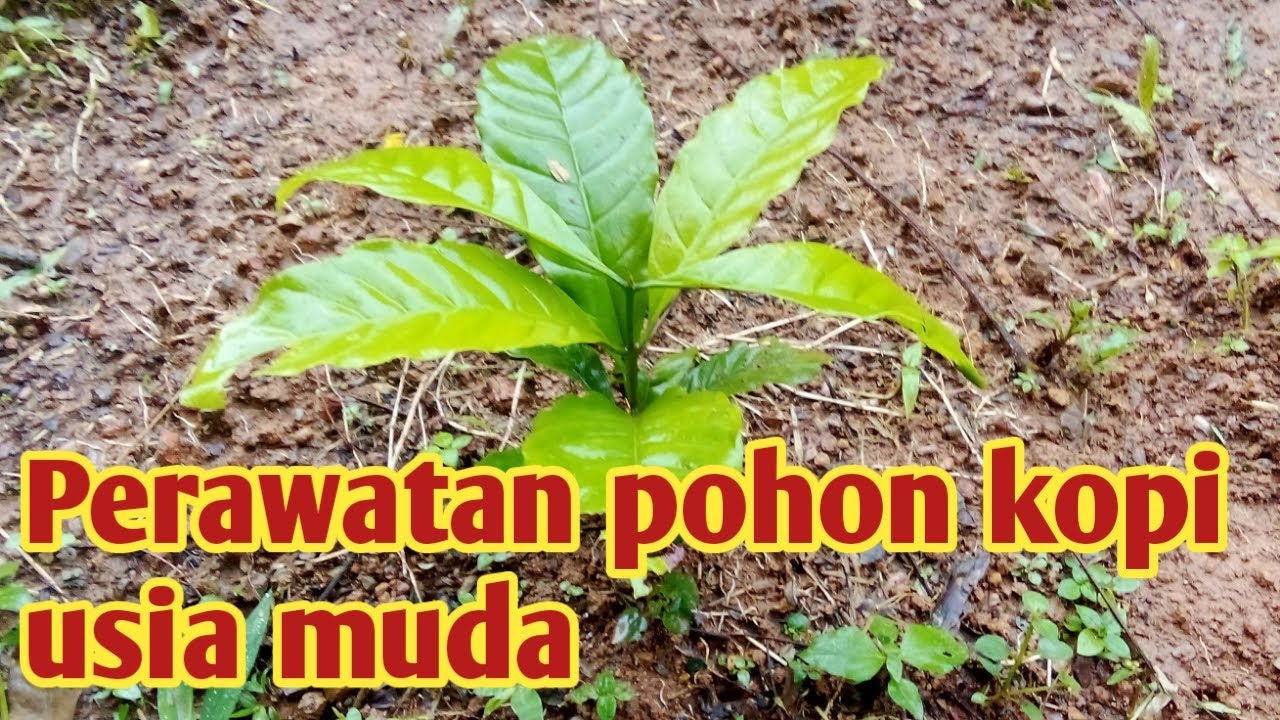 Perawatan kopi usia muda agar tumbuh maksimal
