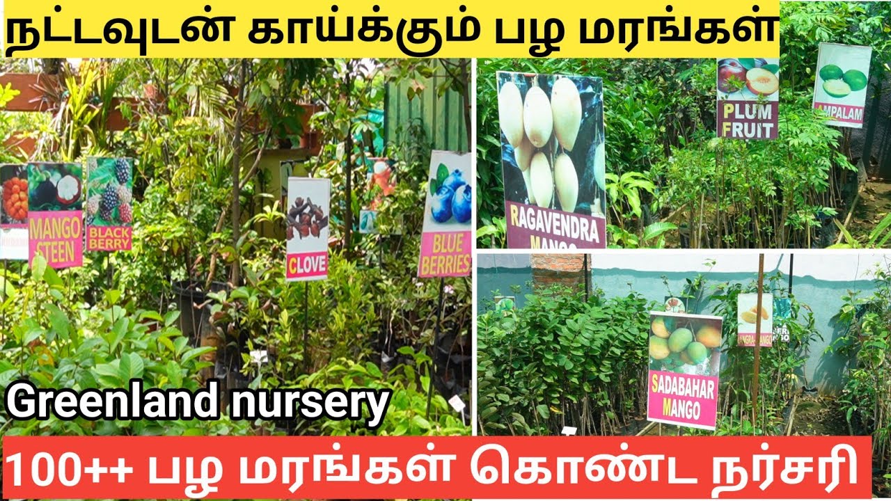 நட்டவுடன் காய்க்கும் 100+ பழ மரங்கள் கொண்ட மிகப்பெரிய நர்சரி | 100+ Exotic fruit Variety Nursery