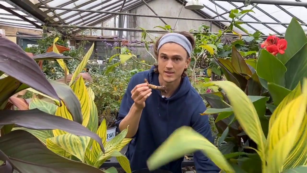 Cannas: How to Plant Canna Rhizomes