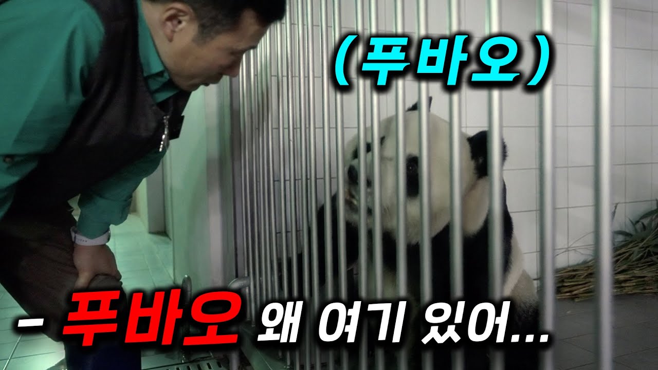 개미쳤다.. 푸바오가 슬픈 표정으로 강바오를 쳐다본 이유ㅜ 전세계에서 가장 판다를 사랑한 나라 1위 🔥 20분 순삭시켜버리는 영화 [안녕, 할부지]