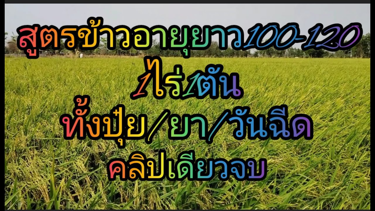 ข้าวอายุยาว100-120วันทั้งยาทั้งปุ๋ยใส่ยังไงเวลาไหนคริปเดียวจบ