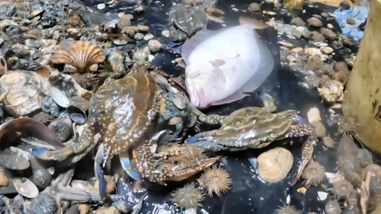 ガサの中でのワタリガニ漁が熱い！　 crab fishing in a large amount of sea urchin is hot!