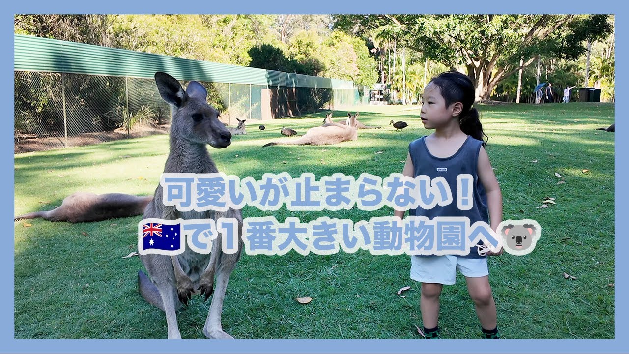이런 경험 처음이야… 아이 눈빛이 달라진 🇦🇺호주 동물원🐨🦘💫[한일부부/한일커플]