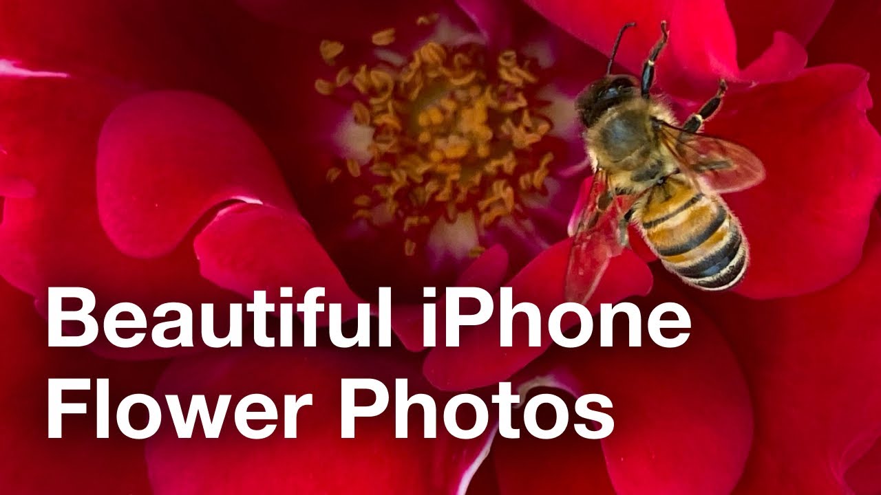 Tips For Beautiful iPhone Photos Of Flowers