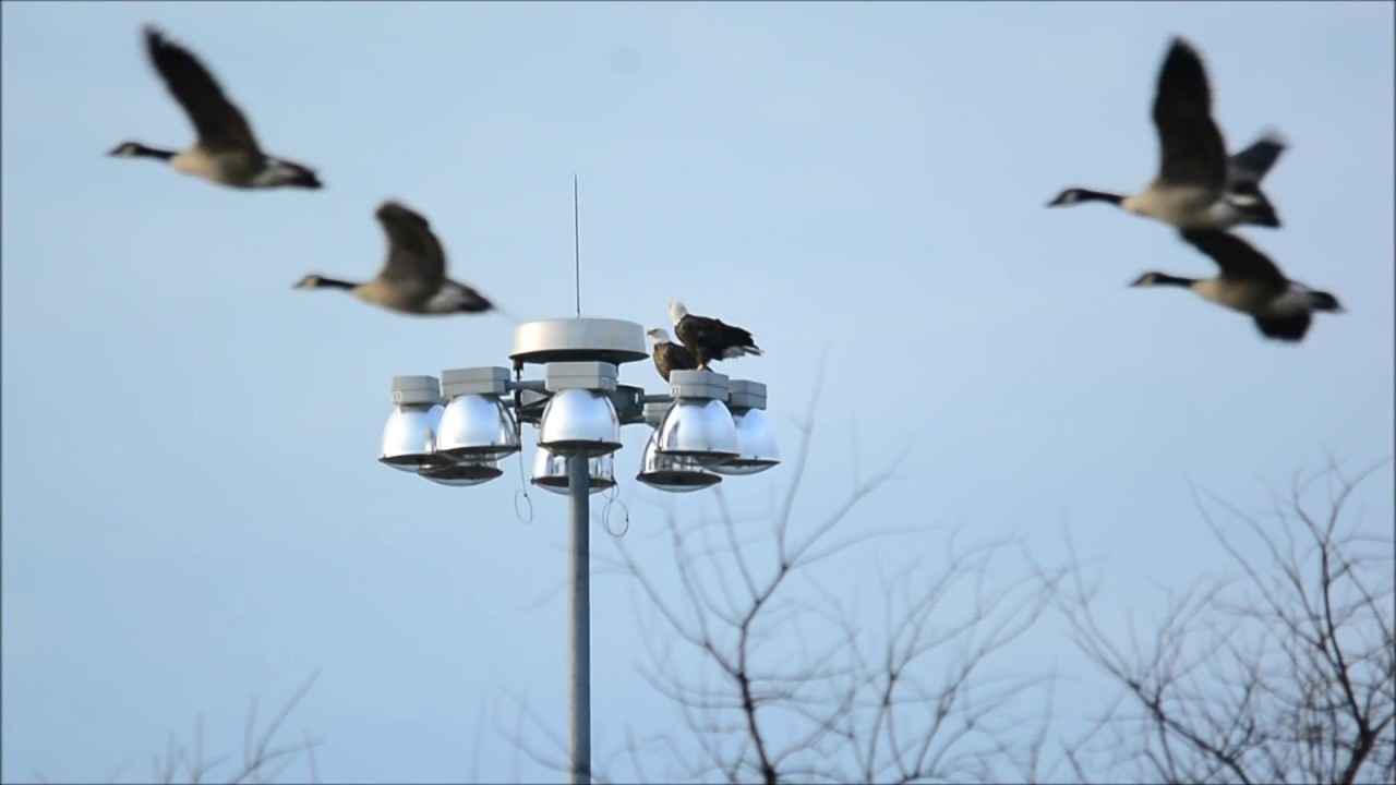 Mating Behavior of Bald Eagles