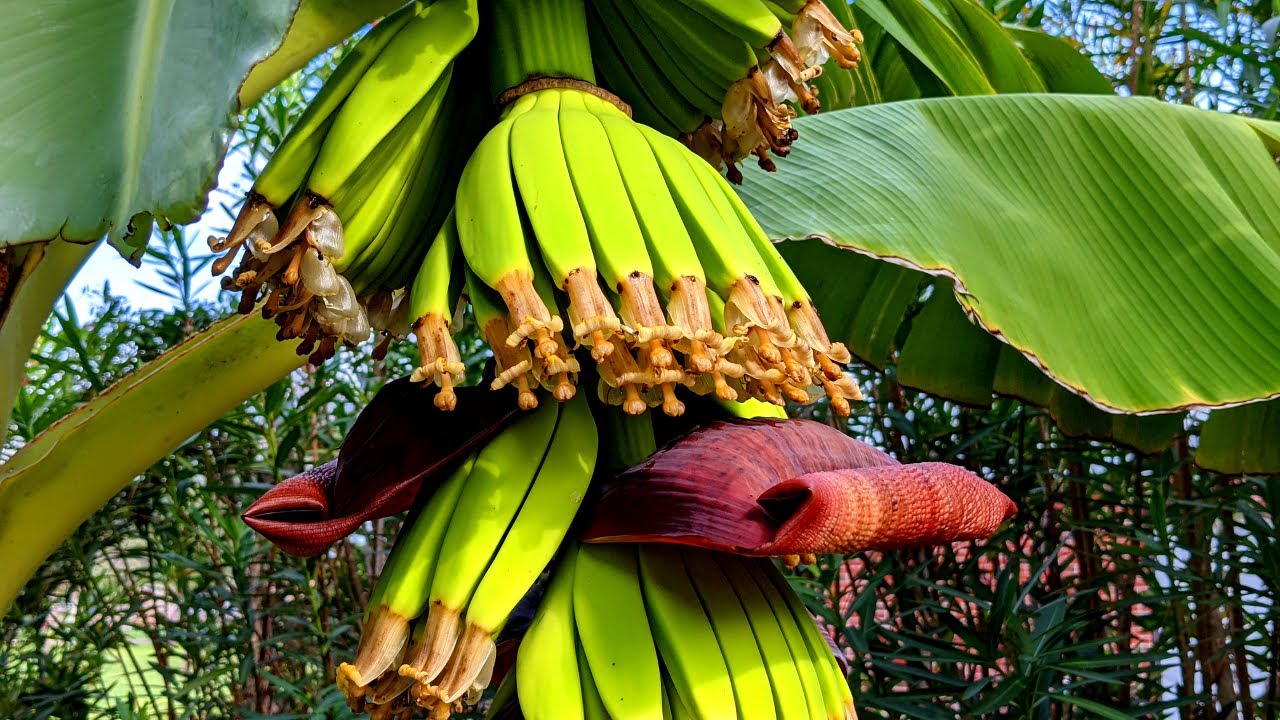 The Secret to Growing Bananas at Deep South Texas
