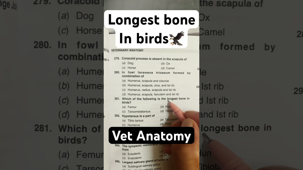 Vetdoctors