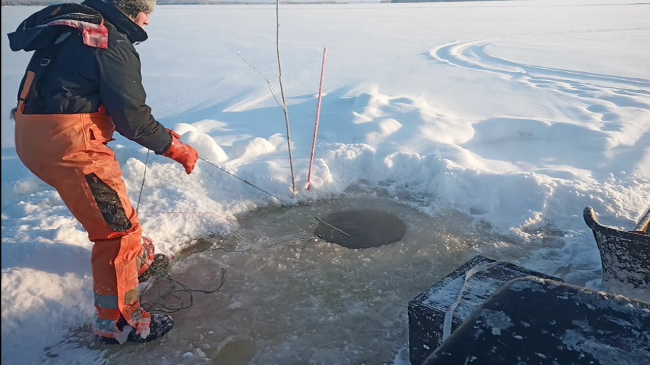 Talviverkoilla Pielisellä 17.1.24. Jata nro 27,jytkii jytkii