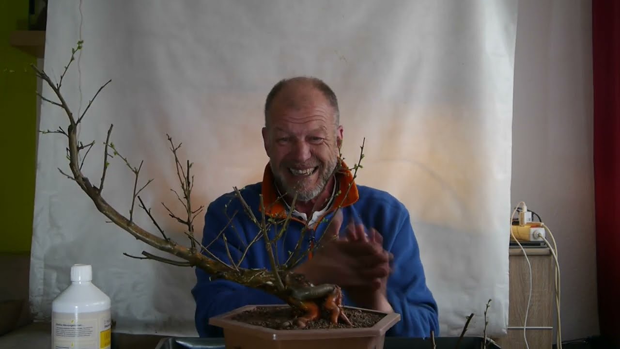 Betula pubescens, die Moor- oder Sandbirke, acer palmatum katsura, Es geht weiter! Stubben Joe