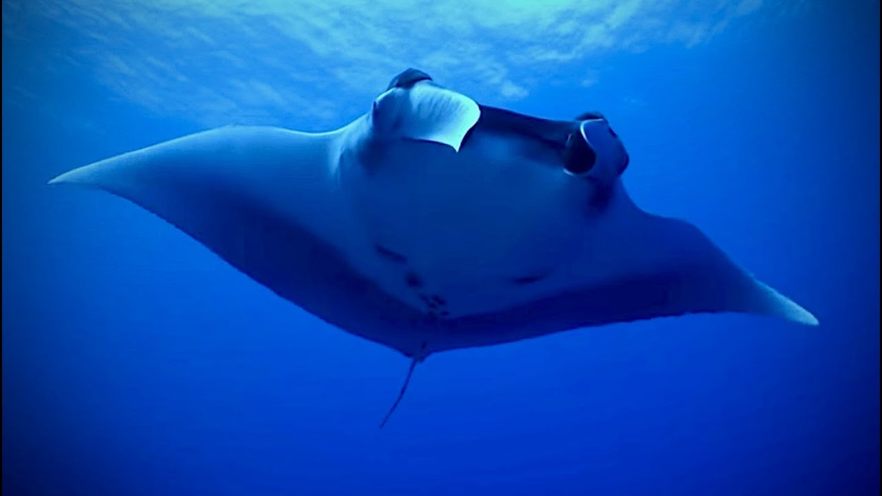 Relaxing Underwater Scenes from Maui | Calm Ambiance