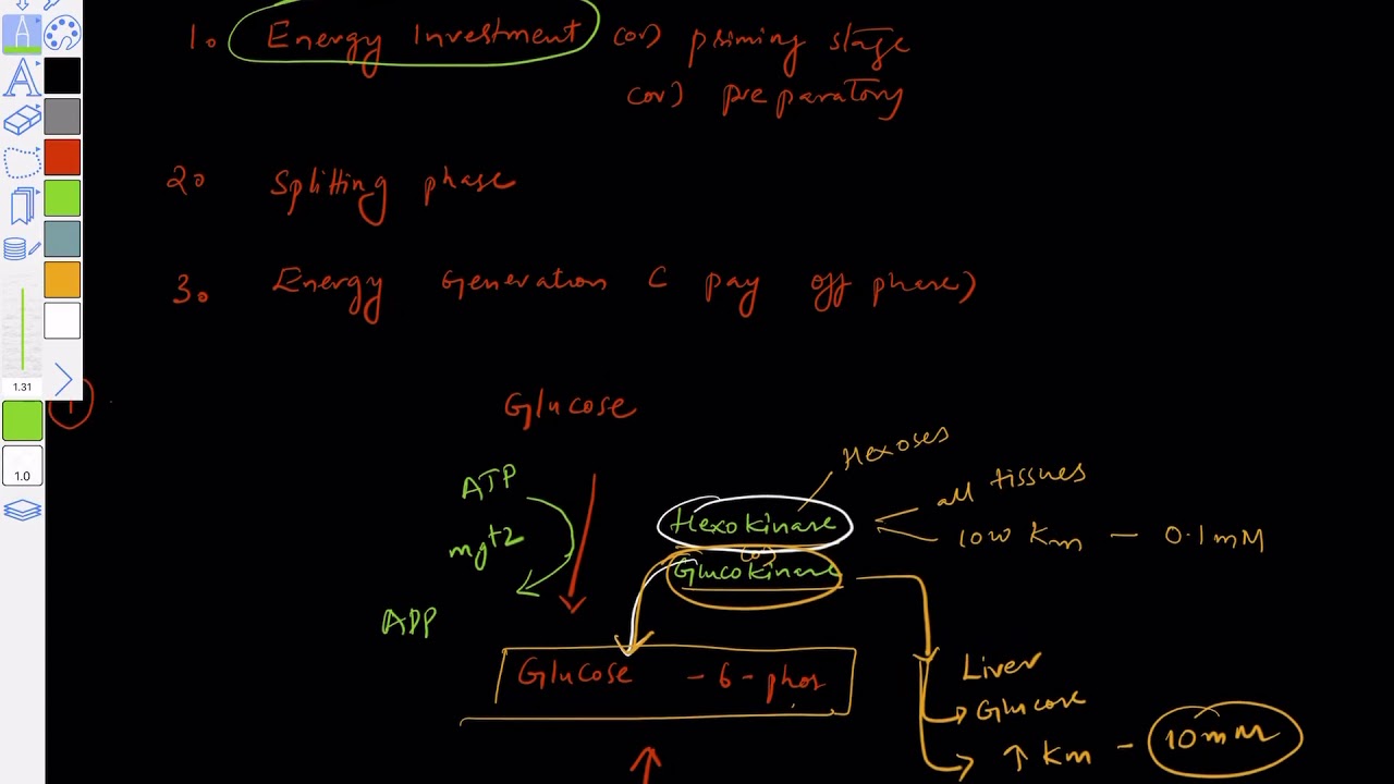 Metabolism of carbohydrates