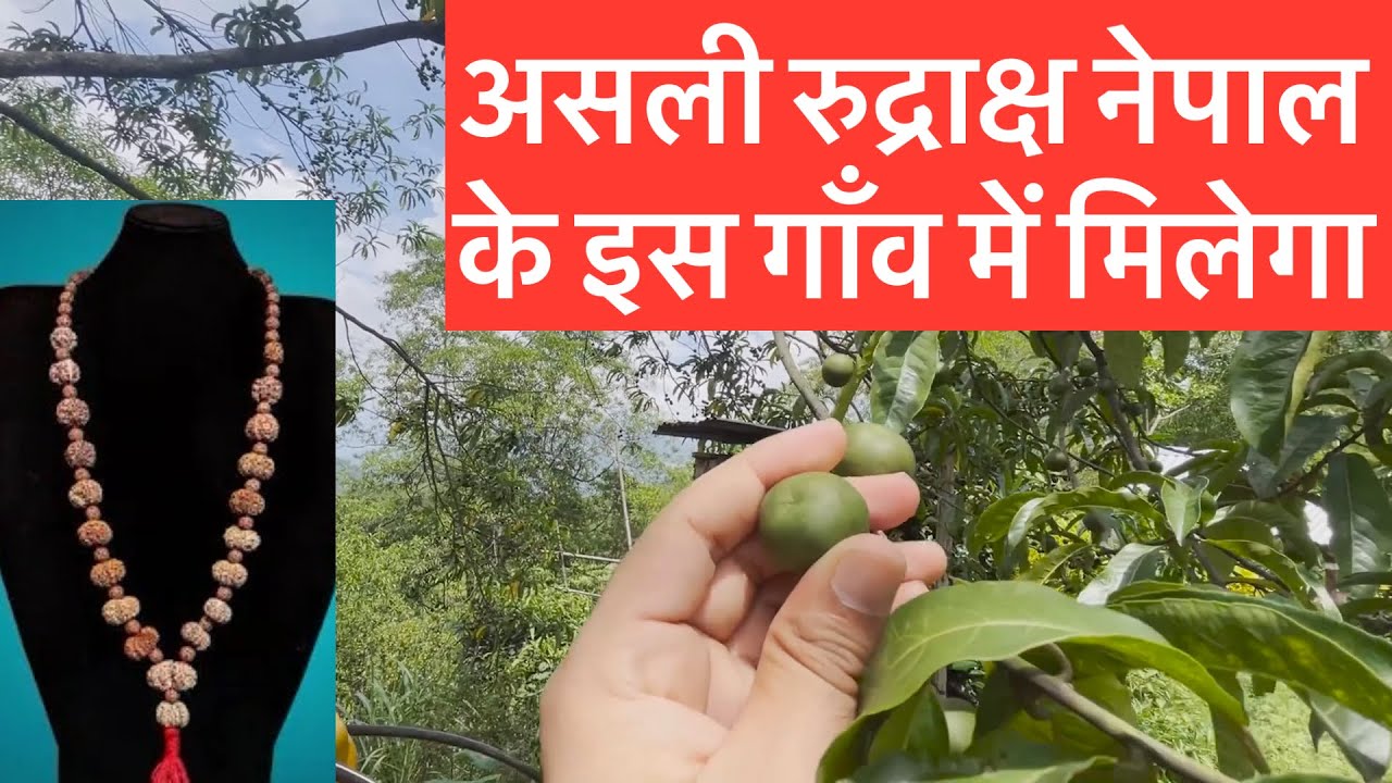 “नेपाल का असली रुद्राक्ष फ़ार्म”| “रुद्राक्ष यहा उगते हैं?” #ekmukhirudraksha #rudraksha #nepal  
