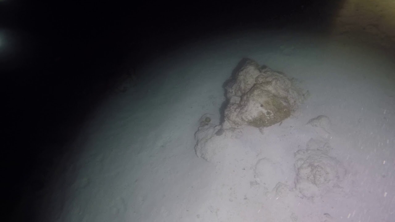 Night dive entry with nurse sharks. (Raw footage)