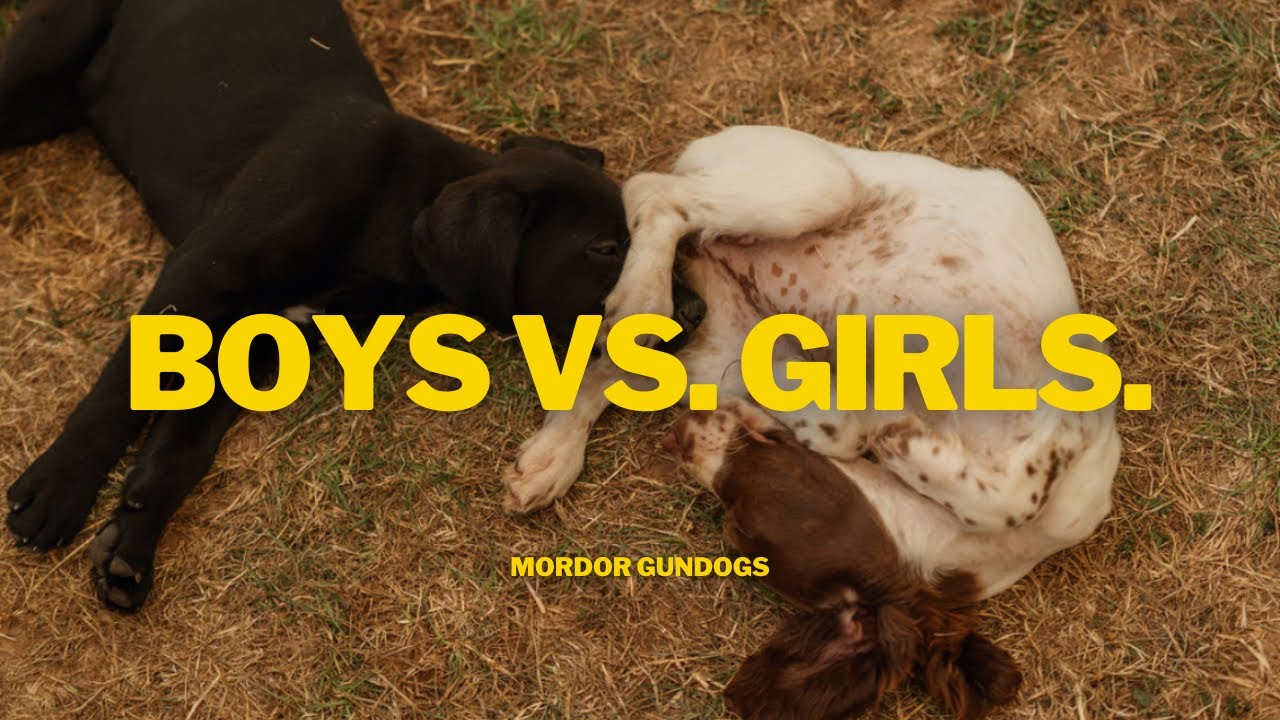 Which Dog Gender Is The BEST & EASIEST To Train?