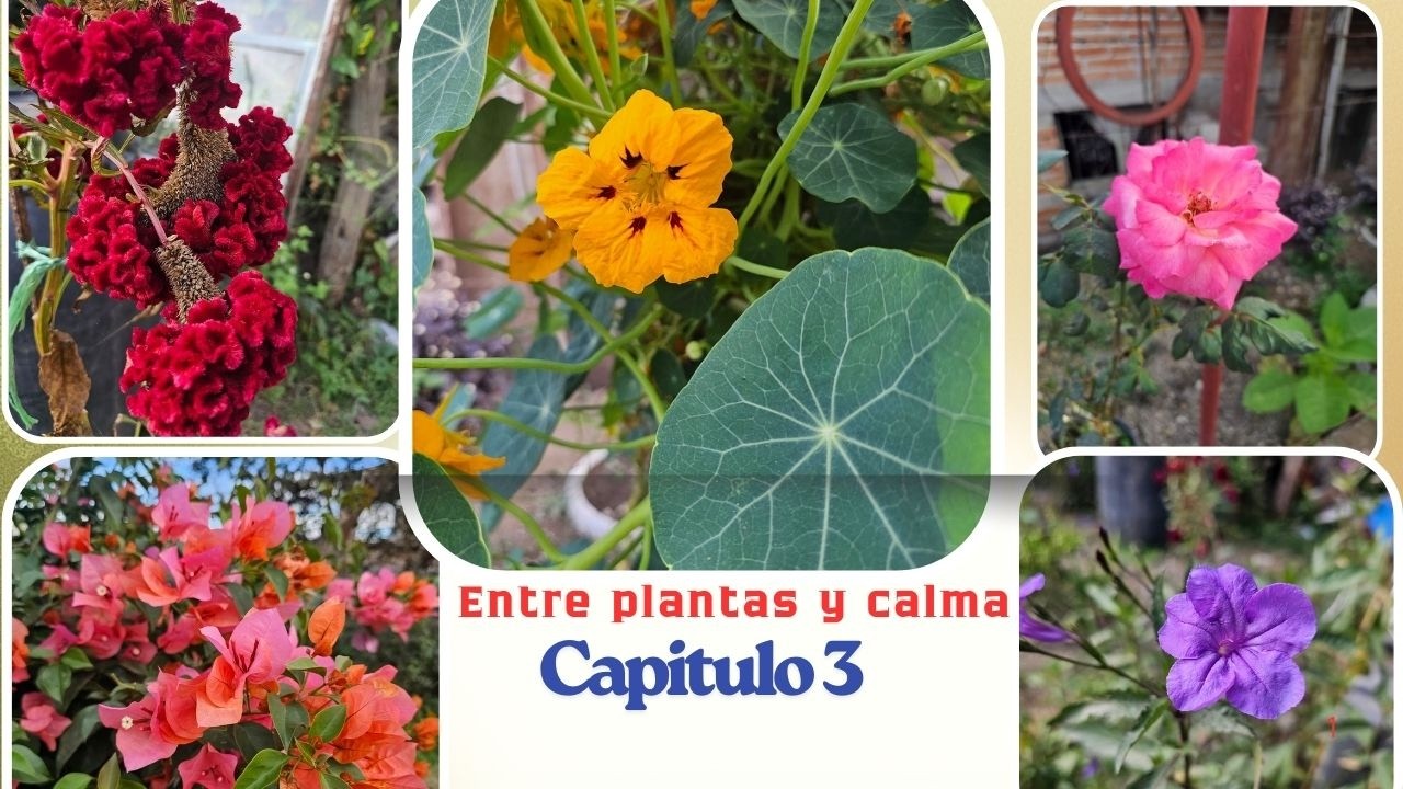 Tour de las plantas del rancho donde viven mis papás 🌿