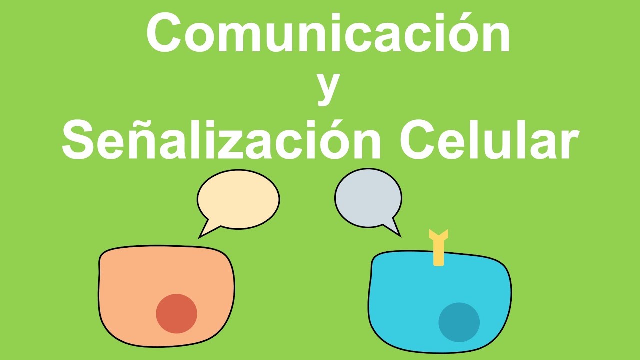 Comunicación y señalización celular: Autocrina, paracrina, yuxtacrina, endocrina.
