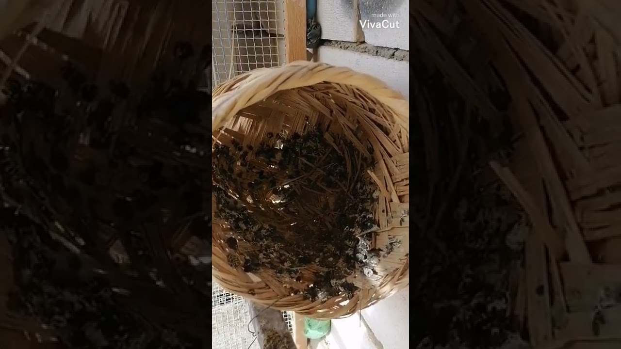 علاج البك او (البعوض) والجدري للحمام