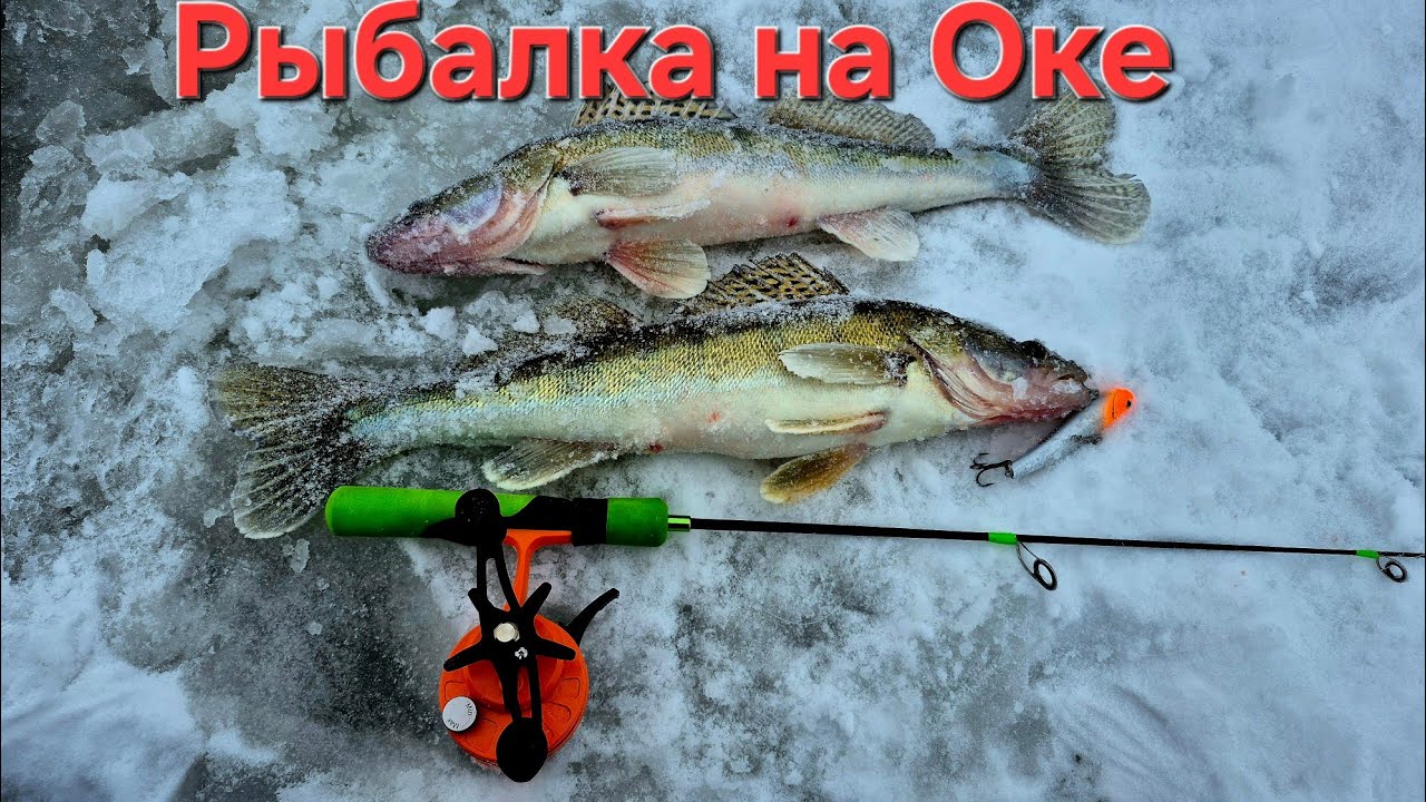 Нашли Судака! Только опустил VIB и сразу удар, рыбалка на Оке 2026.