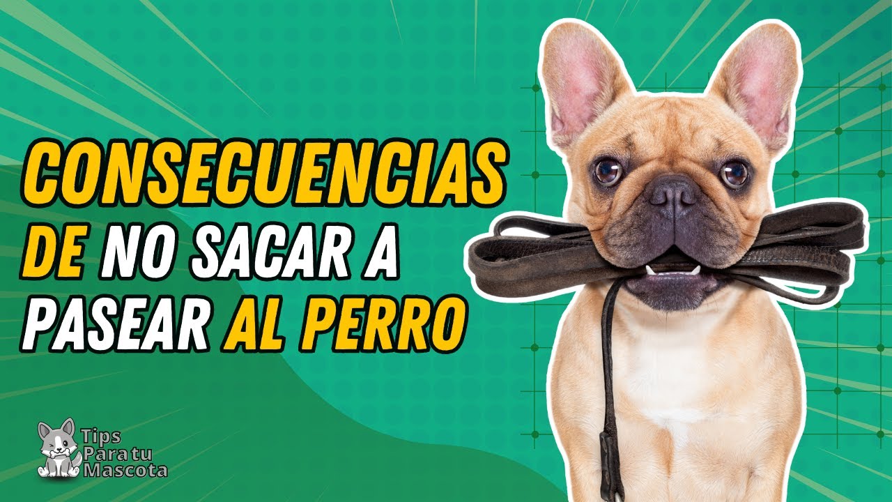 CONSECUENCIAS DE NO SACAR A PASEAR AL PERRO