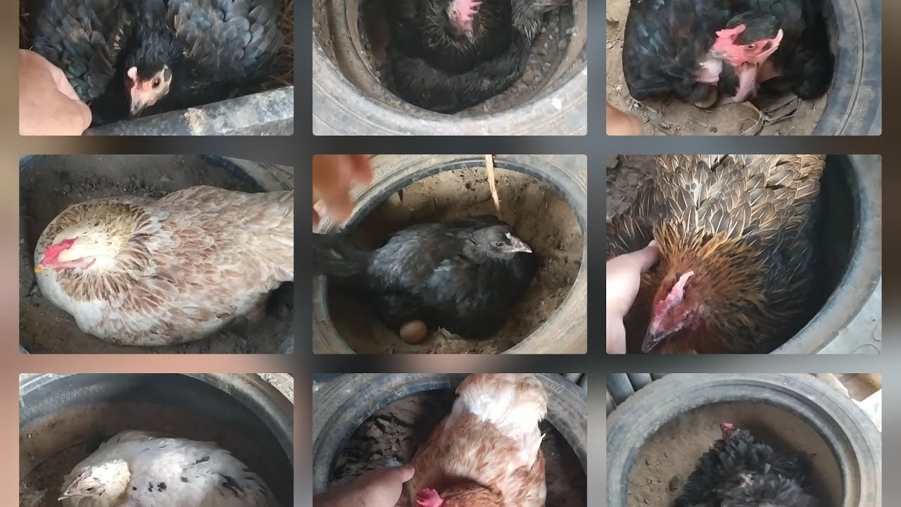 Galinha de capoeira tem que chocar veja as galinhas chocas e muitas novidades #criaçãoarcadenoé