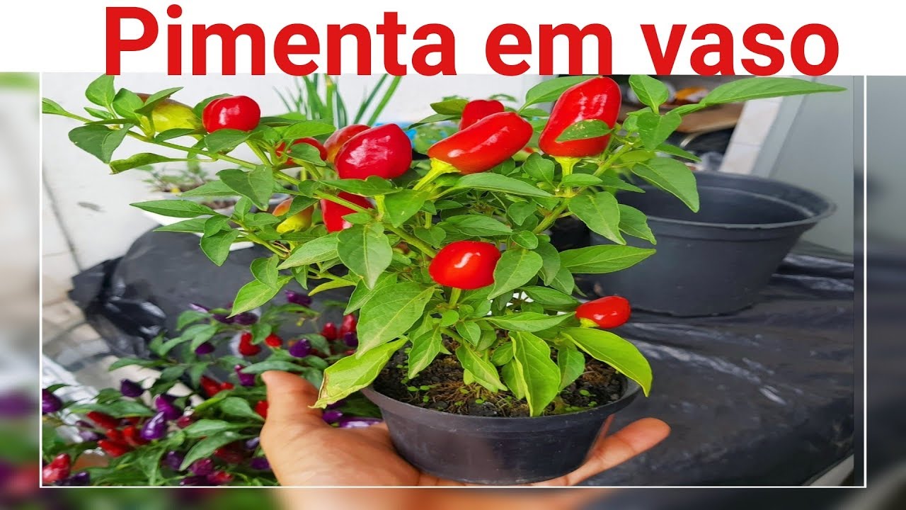 Como plantar pimenta em vaso (incio meio fim)