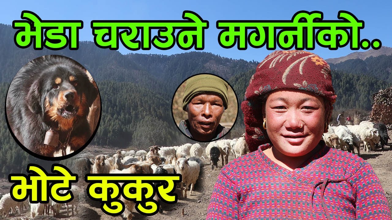 जंगलमा भेडा चराउने मगर्नीको भोटे कुकुर ! मगर्नी भन्छिन् ‘बुढो भेडा गोठालो म घर गोठालो’ │Nepal Chitra