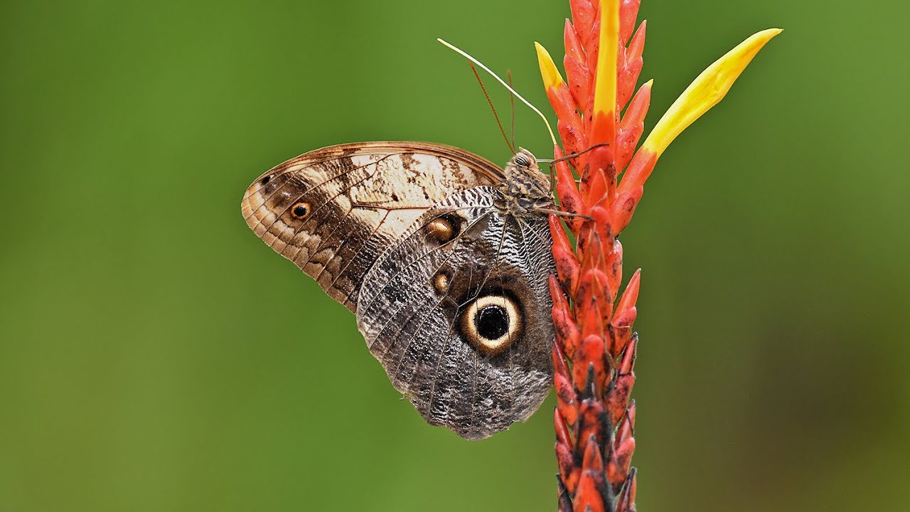 Florida Museum Butterfly Rainforest