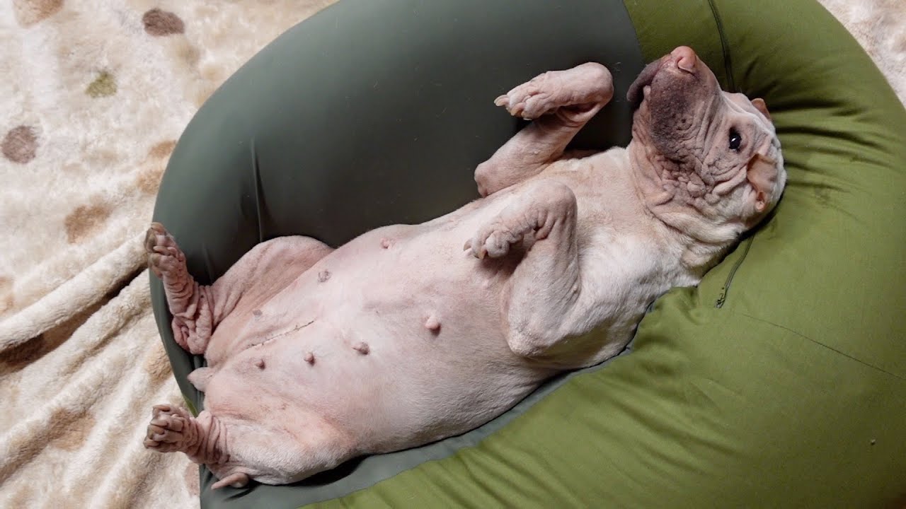 人間をダメにするクッションに全ての力を吸いとられたブタみたいな犬。