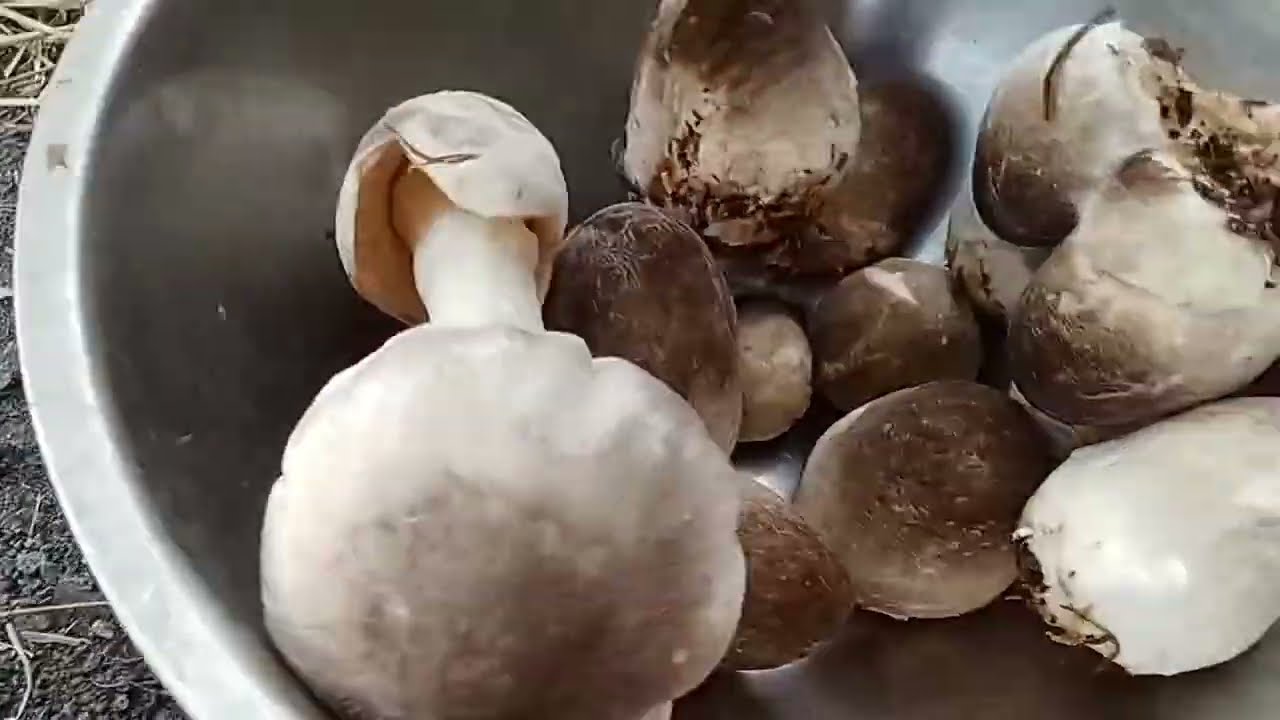 วันนี้พาแม่บ้านมาเก็บเห็ดฟางรอบที่ 2ได้เห็ดเยอะมากมีแต่ดอกใหญ่ๆ