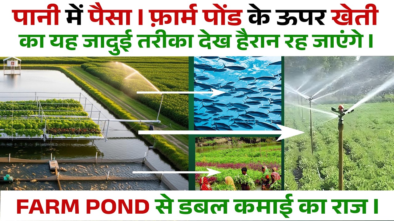 फ़ार्म पोंड से डबल कमाई का राज | एक फार्म पॉन्ड, तीन फायदे: खेती, मछली और सब्जी से बंपर कमाई |