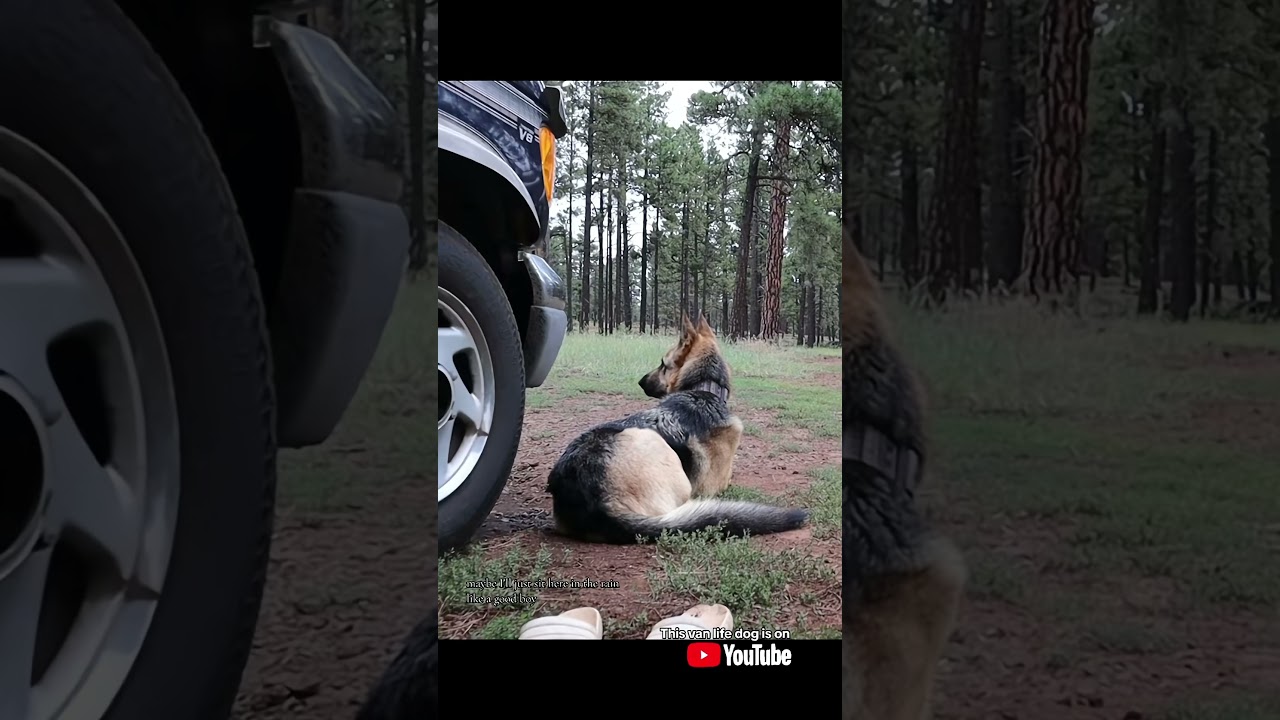 Morning routine: Vanlife dog edition #vanlifewithdogs #morningroutine