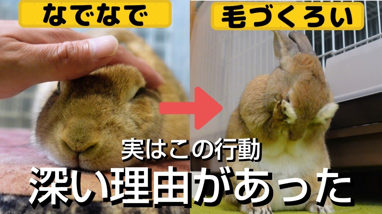 【なぜこれをする？】うさぎがあなたの前で見せる「奇妙で不思議な行動」の本当の意味６選