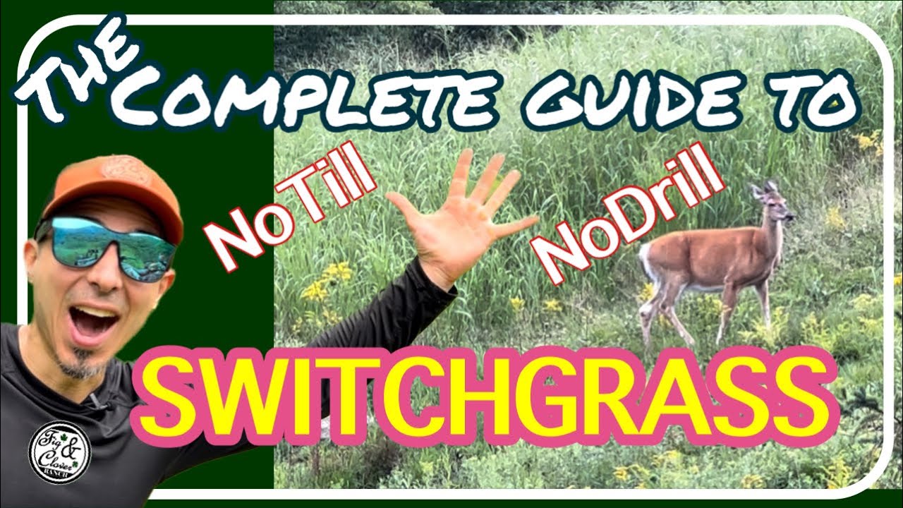 Switchgrass 🌱- the Complete Guide to Planting - No Till No Drill - Broadcasted 🌱