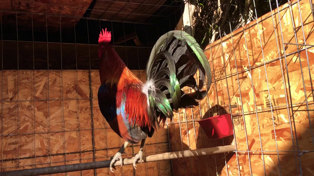 Blueface hatch Charles bubba forte