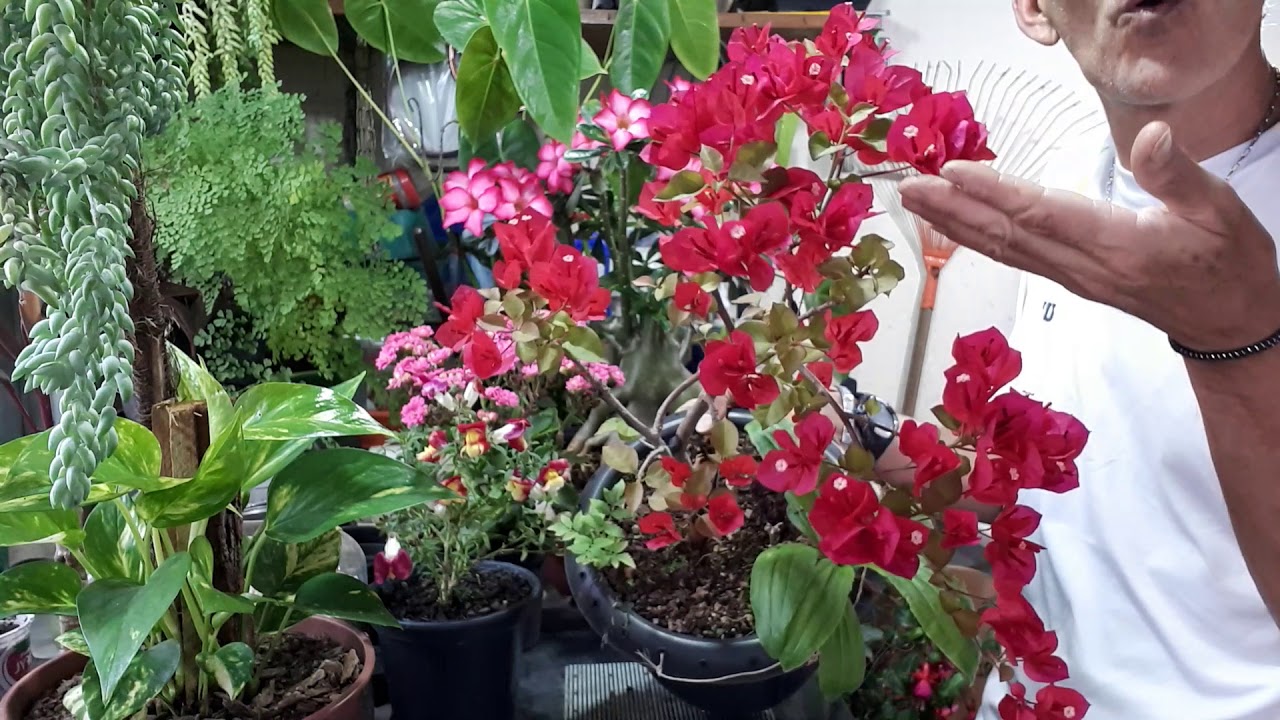 KALANCHOE, BOCA DE LEÃO, BRINCO DE PRINCESA, PRIMAVERA E ROSA DO DESERTO-O RETORNO
