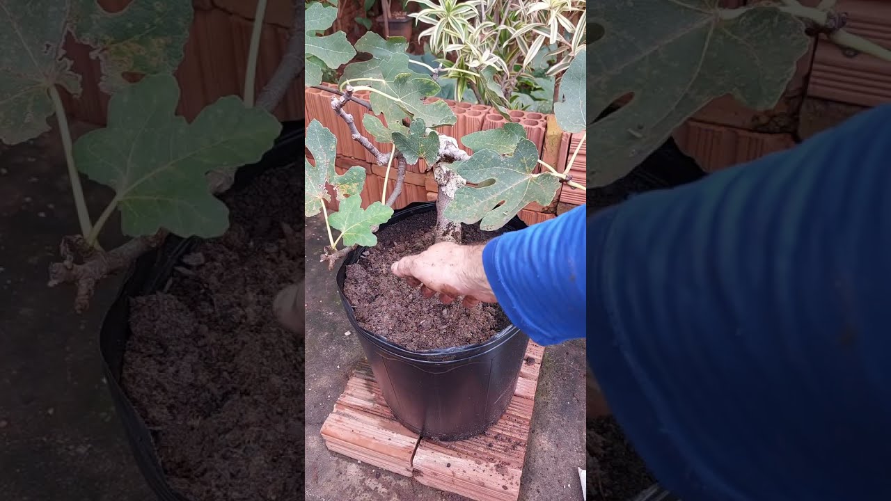 COMO TROCAR UMA FRUTÍFERA DE VASO??