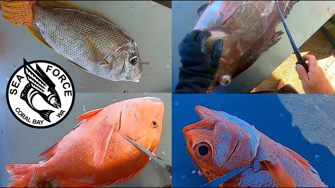 25 SPECIES | CATCH & FILLET - Coral Bay Fishing Charter, Fish Filleting.