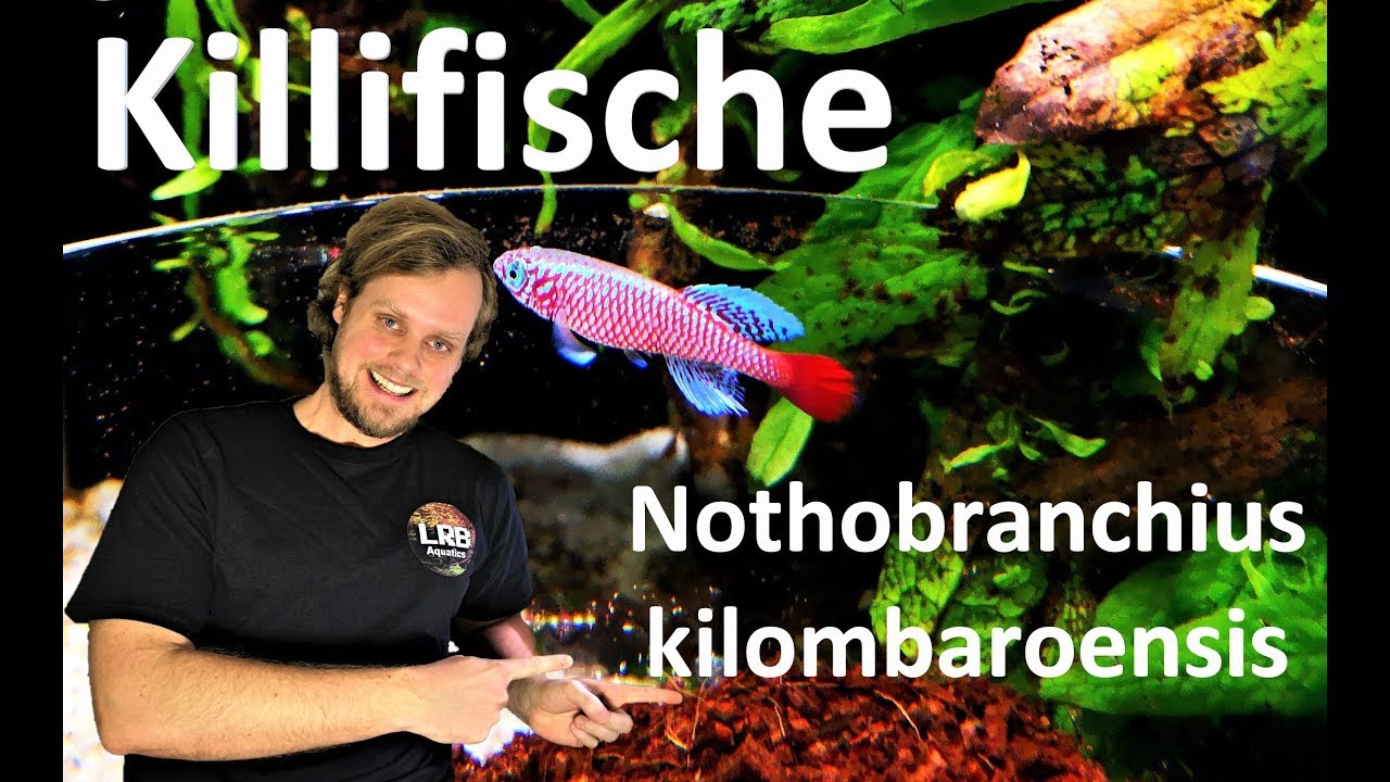 Killifische - Haltung von Nothobranchius kilomberoensis