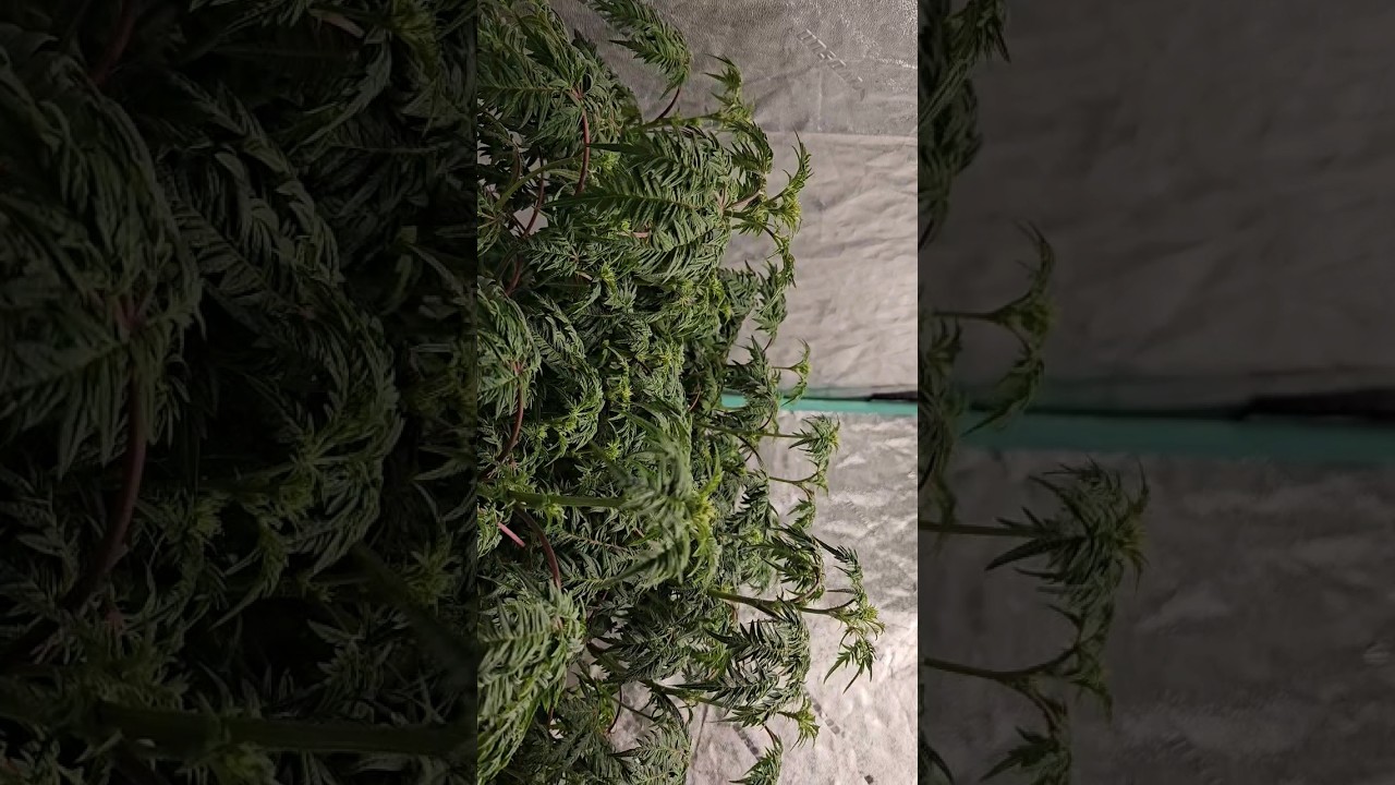 Watering day for the mountaintop mint from the Humboldt seed company    #freakshow #growyourown