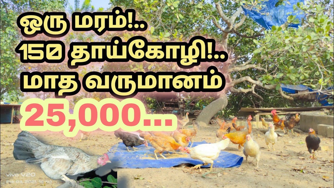 கொட்டகை இல்லாமல் கோழி வளர்ப்பில் 6 வருடமாய் அசத்தும் பண்ணையாளர்!