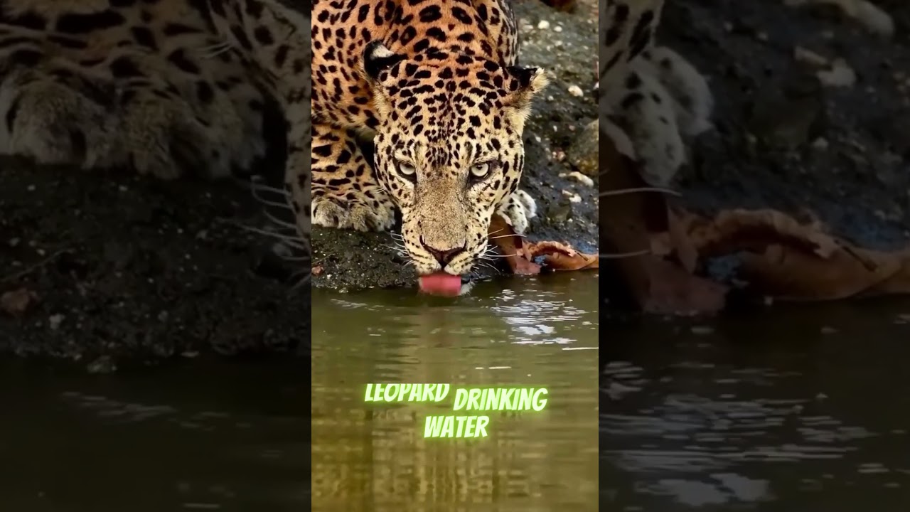 Wildlife Compilation 👀