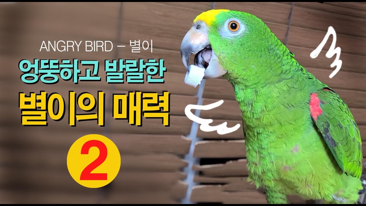 아마존 앵무새의 엉뚱한 매력 / 별이의 귀여운 일상 / 이 영상을 보시면 아마도 아마존앵무를 키우실 고민을 심각하게 하실지도 모름니다 / ANGRY BIRD