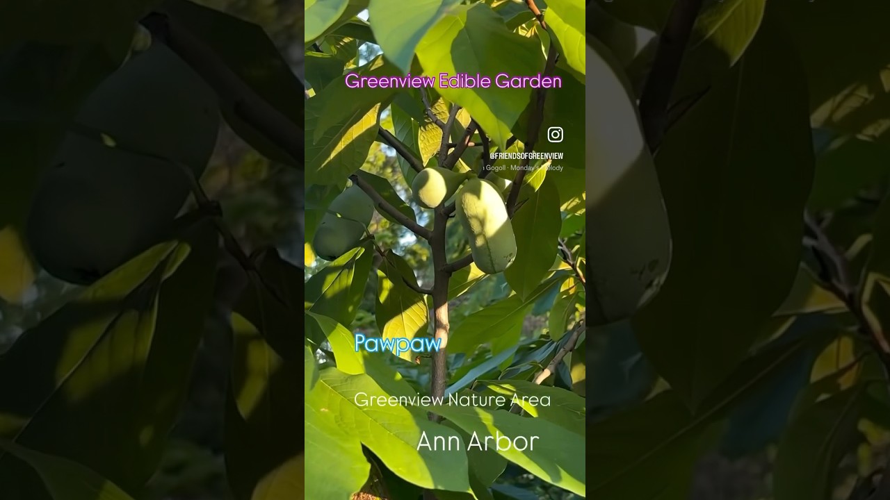 Greenview Edible Garden #annarbormichigan #ediblegarden